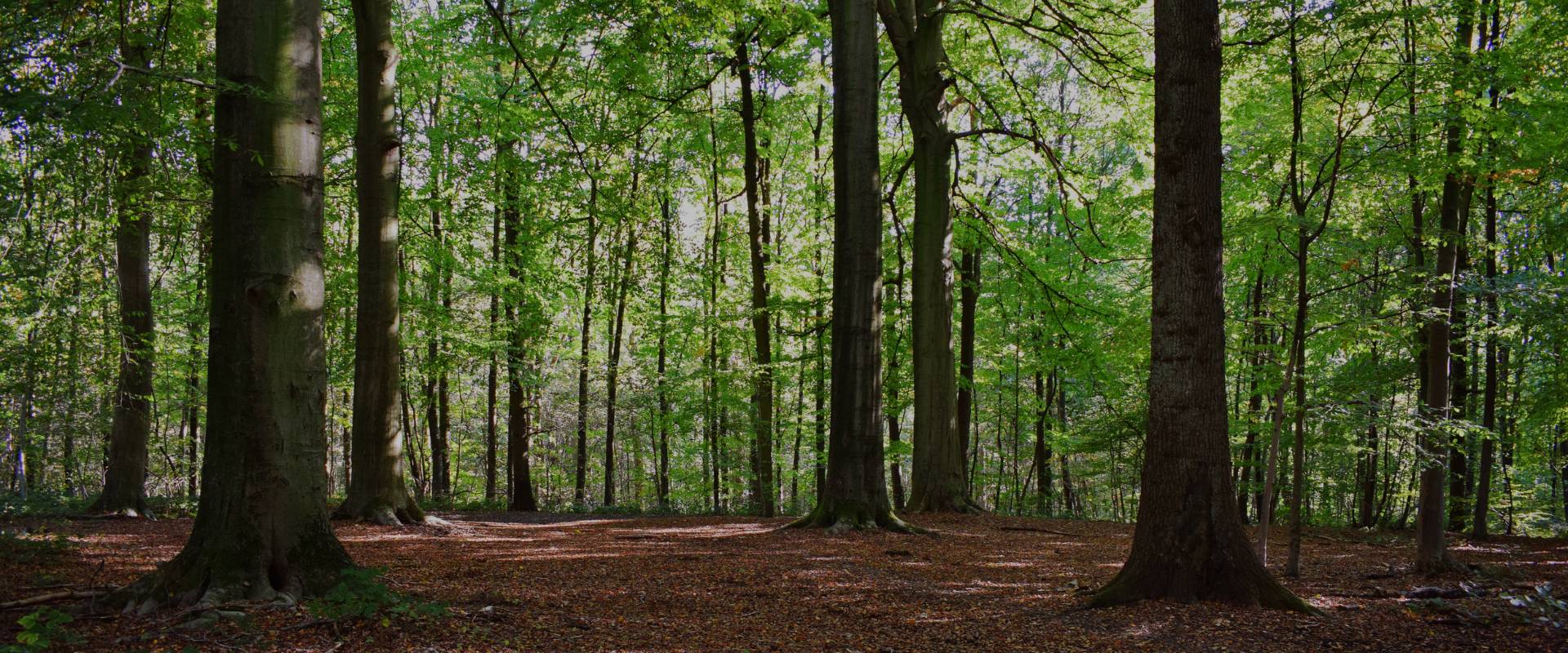 Environmental Sustainability and FSC Information